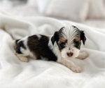 Puppy 7 Havanese