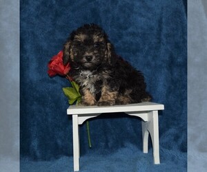 Poodle (Toy) Puppy for sale in BARNESVILLE, KS, USA