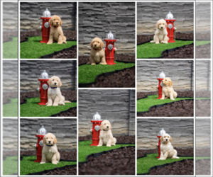 Goldendoodle Puppy for Sale in COLORADO SPRINGS, Colorado USA
