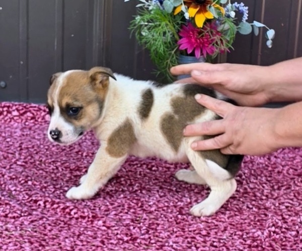 Medium Photo #31 Augi Puppy For Sale in MEADOWS OF DAN, VA, USA