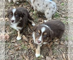 Small Photo #5 Australian Shepherd Puppy For Sale in MOSELLE, MS, USA