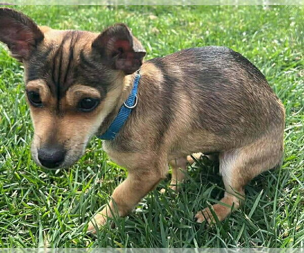 Medium Photo #9 Mutt Puppy For Sale in Corona, CA, USA