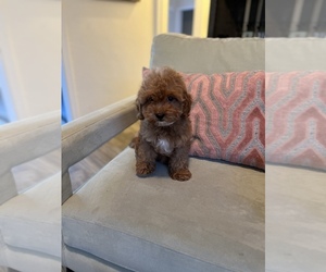 Cavapoo Puppy for sale in LAS VEGAS, NV, USA