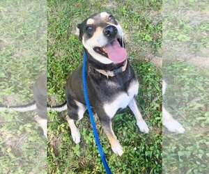 DeBo - Male Rottweiler-Unknown Mix Dog for Adoption - Photo #6