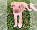 Small #2 Labrador Retriever Mix