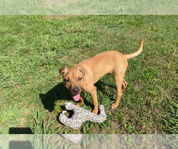 Medium Photo #7 Mutt Puppy For Sale in Cranston, RI, USA