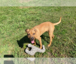 Small #6 Mutt