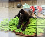 Small Photo #2 Mutt Puppy For Sale in Imlay City, MI, USA