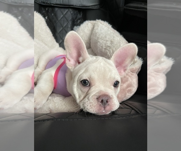 Medium Photo #6 French Bulldog Puppy For Sale in SAN BERNARDINO, CA, USA