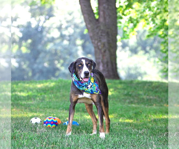 Medium Photo #3 Catahoula Leopard Dog-Mountain Cur Mix Puppy For Sale in Unionville, PA, USA