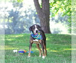Small #2 Catahoula Leopard Dog-Mountain Cur Mix