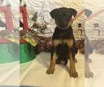 Small #3 Doberman Pinscher-German Shepherd Dog Mix