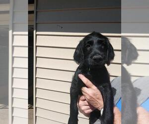 Labradoodle Puppy for sale in MILWAUKEE, WI, USA