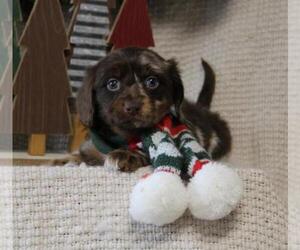 Dachshund Puppy for sale in ORO VALLEY, AZ, USA