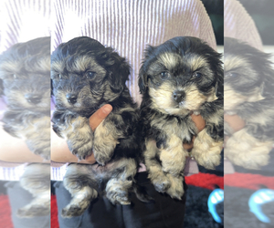 Maltese-Unknown Mix Puppy for sale in LONG BEACH, CA, USA
