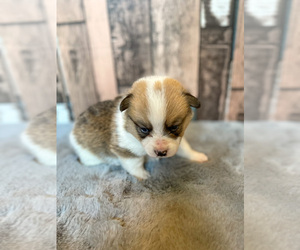 Pembroke Welsh Corgi Puppy for sale in DERIDDER, LA, USA