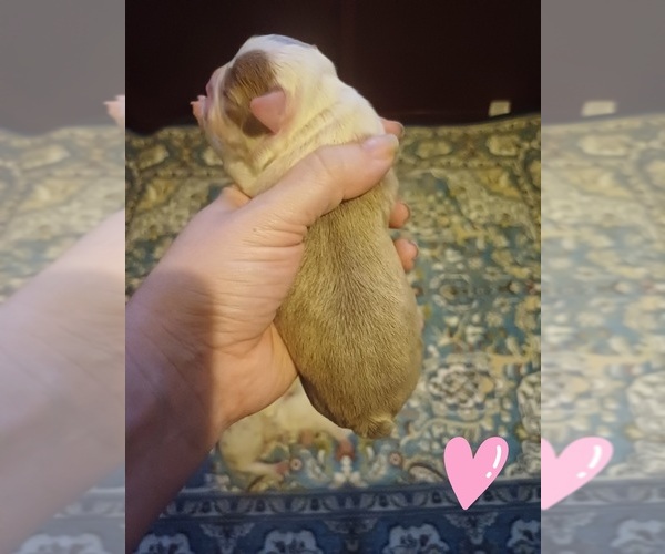 Medium Photo #1 Boston Terrier Puppy For Sale in ANNISTON, AL, USA