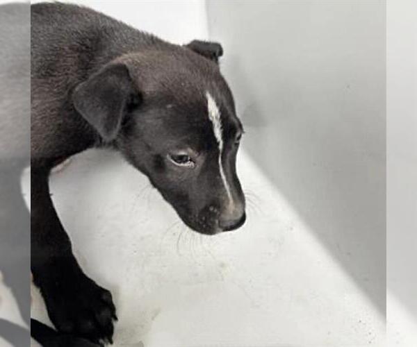 Medium Photo #2 German Shepherd Dog-Unknown Mix Puppy For Sale in Houston, TX, USA