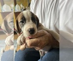Puppy Sasha Saint Bernard