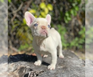 French Bulldog Puppy for sale in WEST PALM BEACH, FL, USA