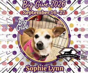 Chiweenie Dogs for adoption in San Antonio, TX, USA