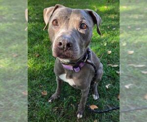 Mutt Dogs for adoption in Woodland, CA, USA