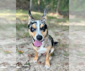 Chihuahua-Unknown Mix Dogs for adoption in Oakhurst, NJ, USA