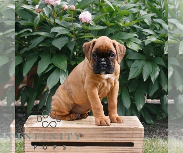 Medium Photo #3 Boxer Puppy For Sale in NARVON, PA, USA