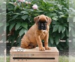 Small #2 Boxer