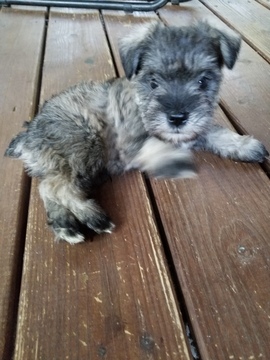 Medium Photo #1 Schnauzer (Miniature) Puppy For Sale in LAWRENCEVILLE, GA, USA