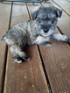 Small Photo #1 Schnauzer (Miniature) Puppy For Sale in LAWRENCEVILLE, GA, USA