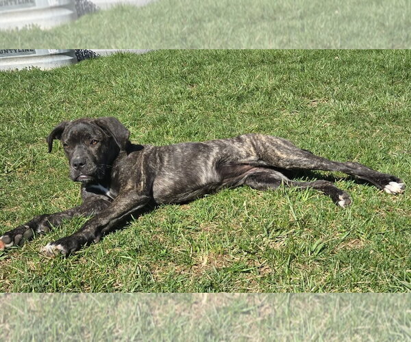 Medium Photo #6 Mastiff-Unknown Mix Puppy For Sale in Germantown, OH, USA