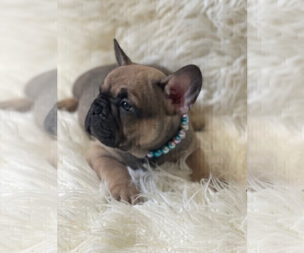 Medium Photo #11 French Bulldog Puppy For Sale in MONTEBELLO, CA, USA