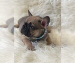 Small Photo #11 French Bulldog Puppy For Sale in MONTEBELLO, CA, USA
