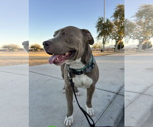 BRUCE - Male Bullypit Dog for Adoption - Photo #3