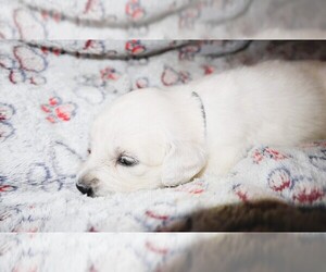 Medium English Cream Golden Retriever