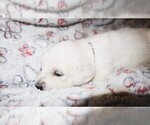 Puppy 8 English Cream Golden Retriever
