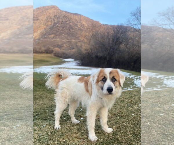 Medium Photo #2 Great Pyrenees Puppy For Sale in Bountiful, UT, USA