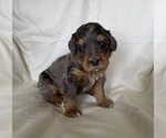 Puppy 10 Miniature Bernedoodle