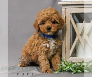 Cavapoo Puppy for sale in NEWMANSTOWN, PA, USA