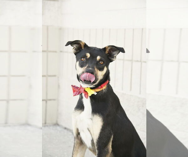 Medium Photo #2 Mutt Puppy For Sale in Sandy, UT, USA