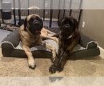 Small #1 Mastiff