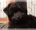 Small Photo #2 Aussiedoodle Toy Puppy For Sale in NAPLES, FL, USA