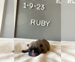 Small Photo #8 Faux Frenchbo Bulldog Puppy For Sale in TIFFIN, IA, USA
