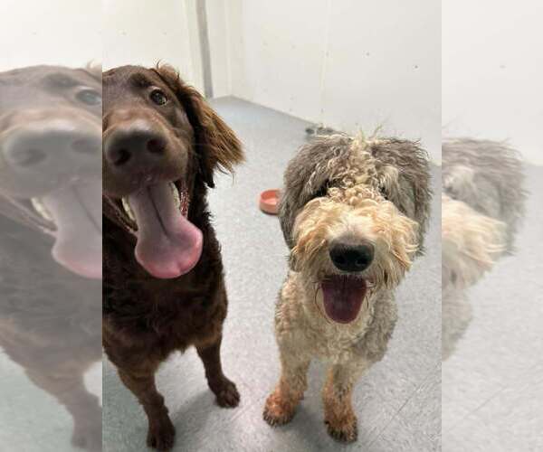 Medium Photo #1 Labrador Retriever-Old English Sheepdog Mix Puppy For Sale in garner, NC, USA