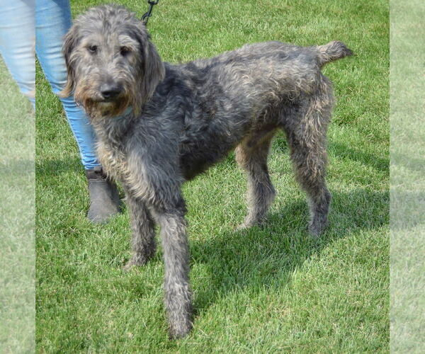Medium Photo #2 Irish Wolfhound-Unknown Mix Puppy For Sale in Huntley, IL, USA