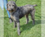 Small #1 Irish Wolfhound Mix
