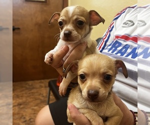 Chihuahua Puppy for sale in LAKELAND, FL, USA