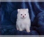 Small #4 Pomeranian
