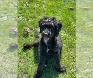 Miniature Bernedoodle Puppy for sale in BERGHOLZ, OH, USA